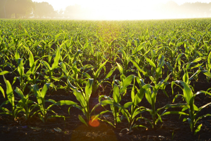 O AgTech Garage tem uma rede de 300 startups que desenvolvem projetos exclusivamente para o campo. Foto: Pexels.