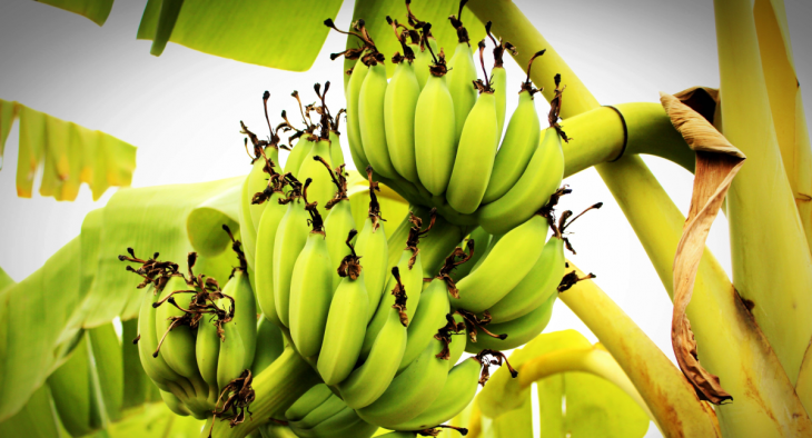 O Sítio Barreiras produz bananas e distribui outras frutas. Foto: Pexels.