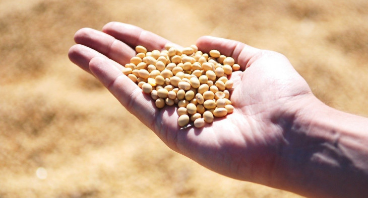 Inicialmente, a Gavea vai operar nos mercados de soja e milho. Foto: Pixabay.