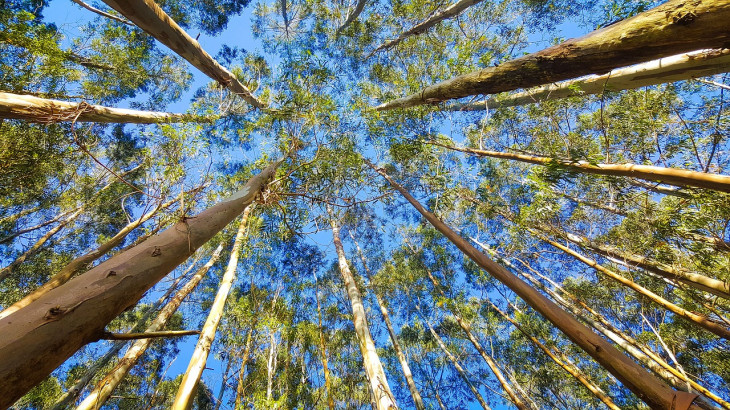 São 239 mil hectares de florestas plantadas de pinus e eucalipto. Foto: Pixabay.