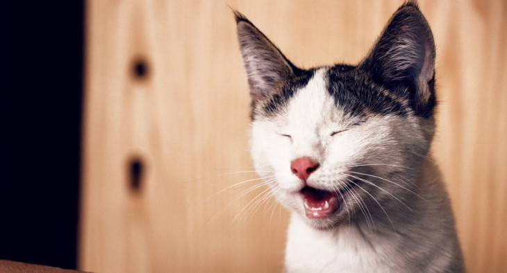 As pet shops poderão vender serviços como consultas, tosas e vacinação. Foto: Pexels.