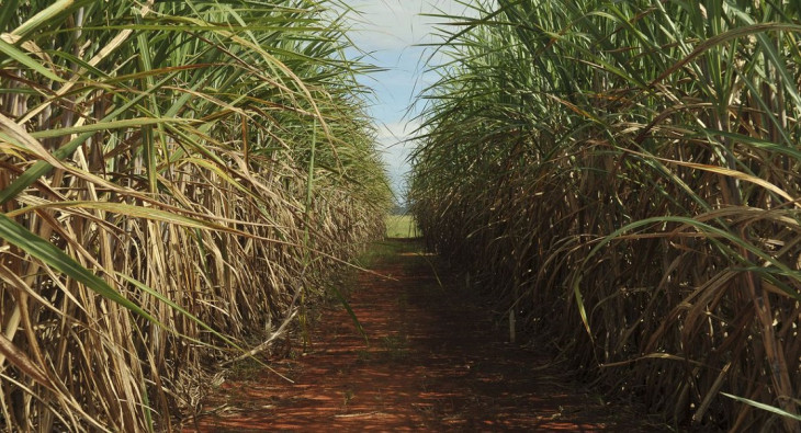 Plantação de cana de açúcar. Foto: Elza Fiúza - Agência Brasil.