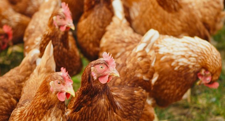 O Granja 4.0 fará parte do portfólio de soluções IoT da TIM. Foto: Pexels.