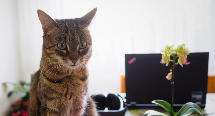 O gato comeu o vale refeição no home office. Foto: https://www.flickr.com/photos/wjlonien