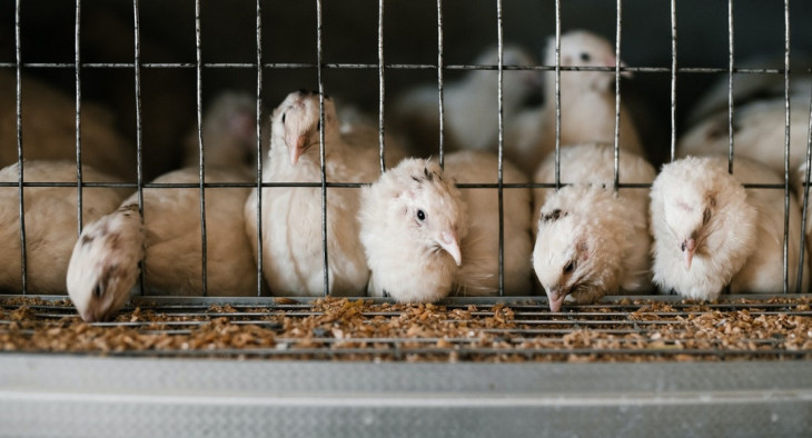 BRF quer acompanhar o crescimento do frango mais de perto. Foto: Pexels.