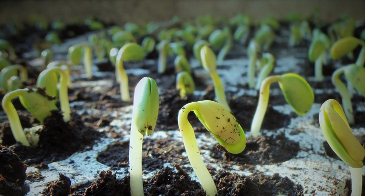 Jotabasso é uma grande empresa no segmento de sementes de soja.