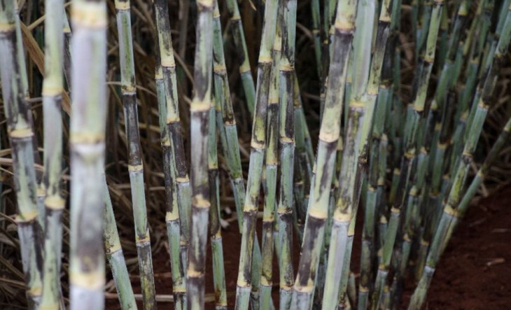 Brasil é o maior produtor mundial de cana de açúcar. Foto: PMGCA-UFSCar/Divulgação