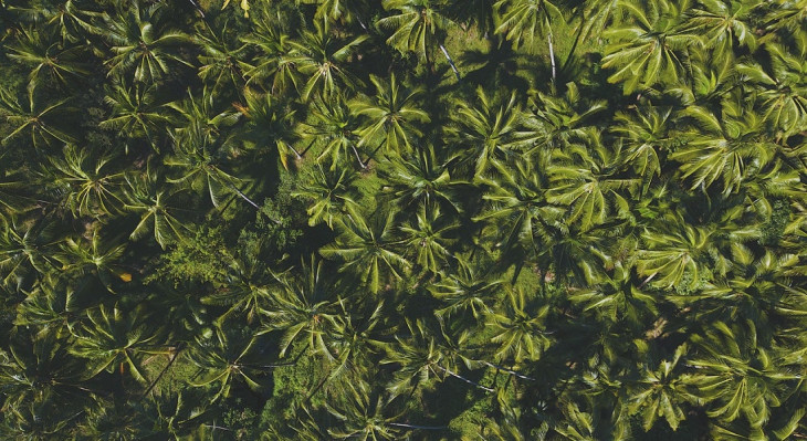 Vista aérea de uma plantação de coco. Foto: Pexels.