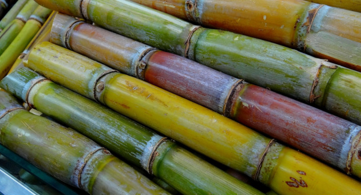A companhia é uma das maiores produtoras de etanol e açúcar do Brasil. Foto: Pixabay.