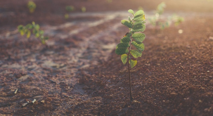 Biotrop desenvolve tecnologia que aumenta resistência de sementes. Foto: Pexels.