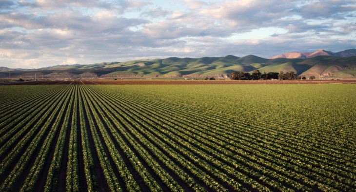 Diante do cenário de crise de 2020, o agronegócio se destacou em todas as frentes. Foto: Pexels/Tim Mossholder