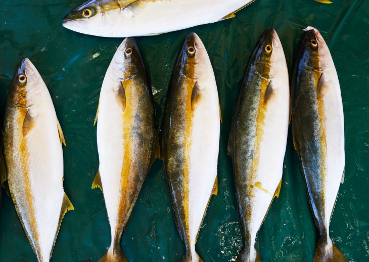 Problemas de sobra no Peixe Urbano. Foto: Pexels.