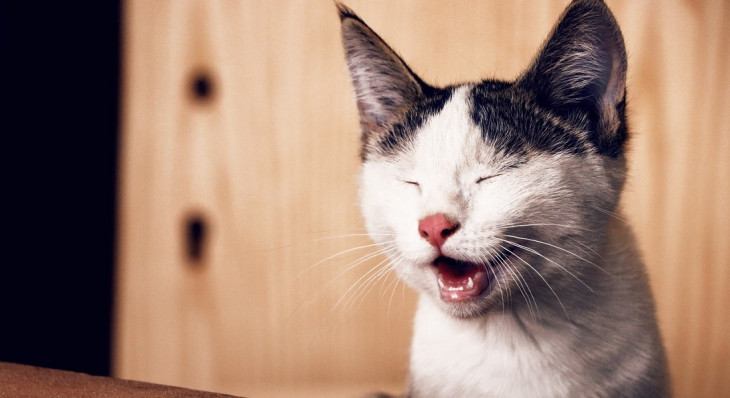 Gato da AWS subiu no telhado. Foto: Pexels.