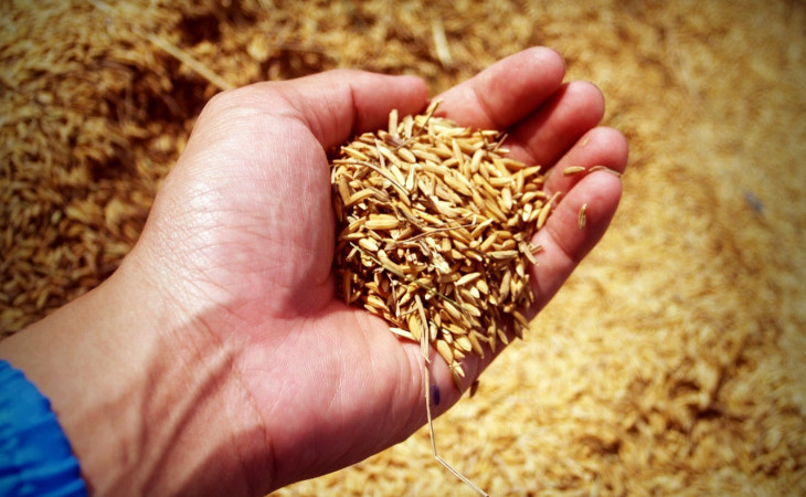 A empresa é especializada em distribuição de insumos agrícolas. Foto: Pexels.