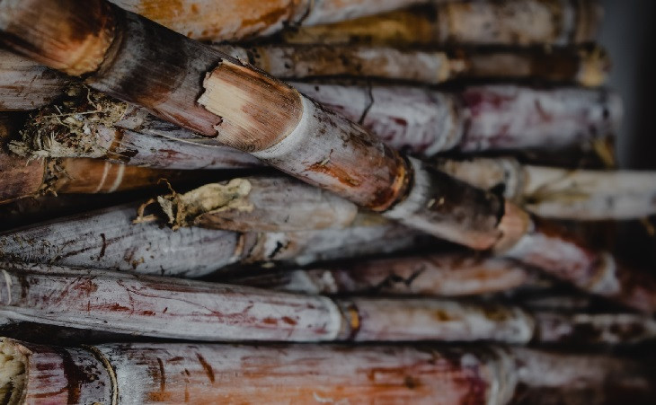 Zilor produz açúcar, etanol, energia elétrica e ingredientes para alimentação a partir da cana de açúcar. Foto: Pexels.