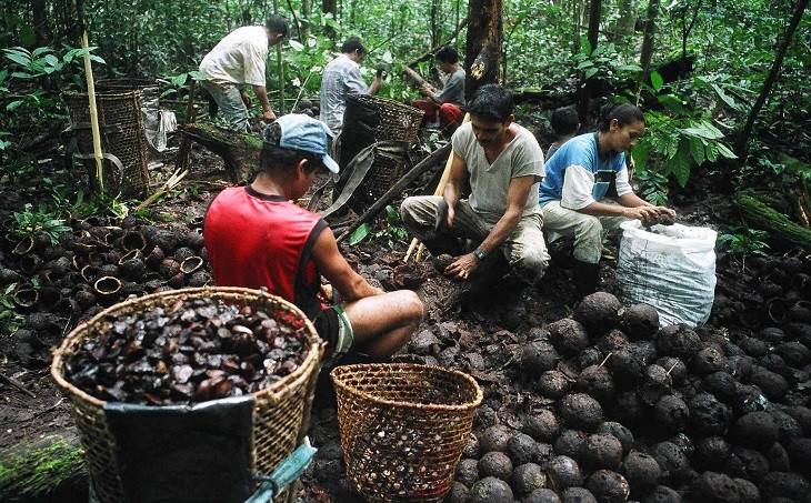 Natura compra produtos da Amazônia. Foto: Pedro Martinelli/Natura/Divulgação.