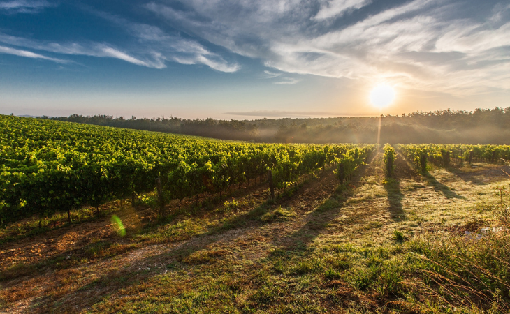A TMF Fertilizantes tem expectativa de crescer 50% em 2021. Foto: Pixabay/Pexels.