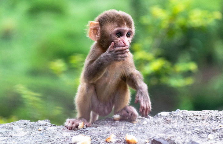 Mailchimp é a marca do macaquinho. Foto: Pexels.