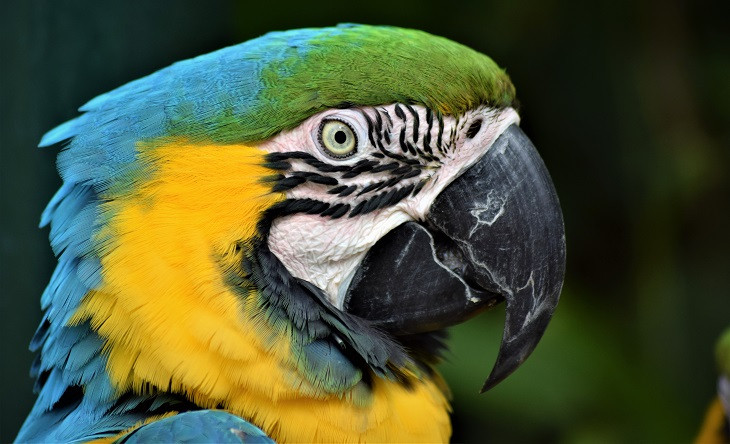 Profissional brasileiro tem diferenciais únicos. Foto: Pexels.