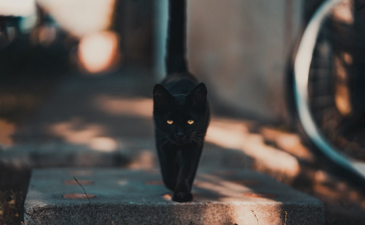 Eu acho que vi um gatinho. Foto: Pexels.