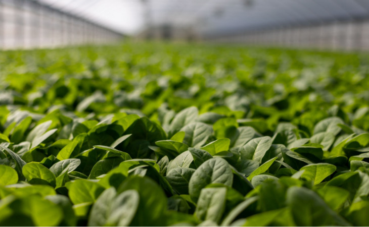 A companhia é distribuidora de insumos agrícolas, como defensivos, sementes e fertilizantes. Foto: Pexels.