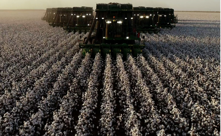 O Grupo Webler atua na produção de algodão, arroz, feijão, entre outros. Foto: Divulgação