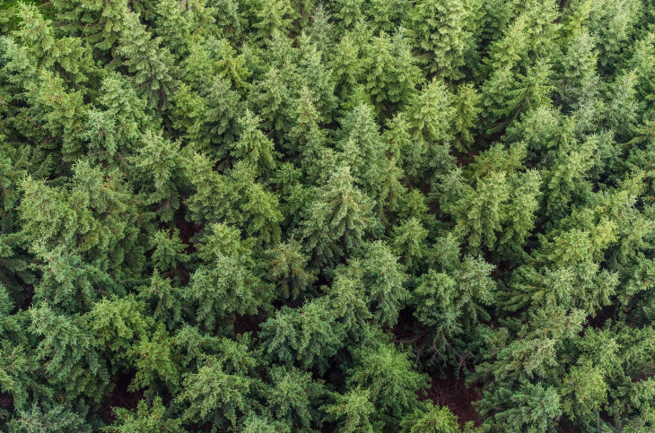 WayCarbon é especialista em projetos sustentáveis. Foto: Pexels.