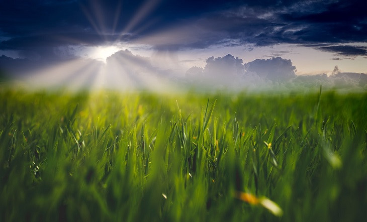 Ourofino Agrociência é uma potência do agro. Foto: Pexels.