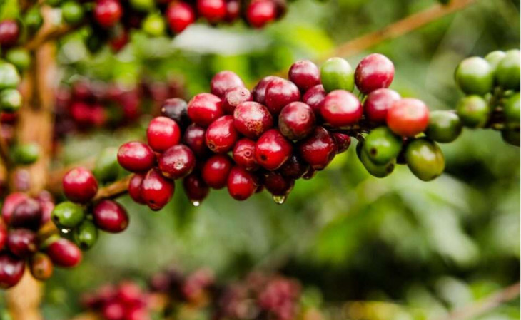 A produção brasileira de café deve alcançar 58,9 milhões de sacas de 60 quilos na safra de 2022/2023. Foto: Coffee & Joy