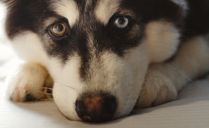 Anúncio da Husky não causou a reação esperada. Foto: Pexels.