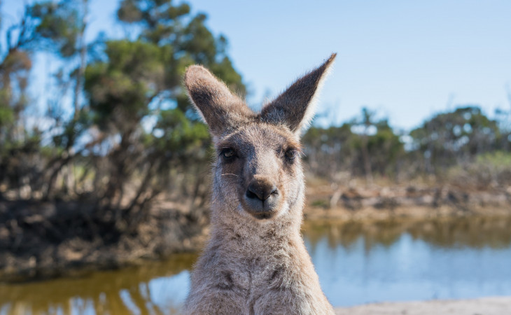 A Pragmateam tem sede em Sydney, na Austrália. Foto: Pexels