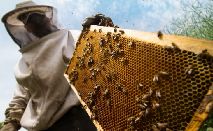 A plataforma da AgroBee faz o serviço chamado de polinização assistida inteligente. Foto: Divulgação