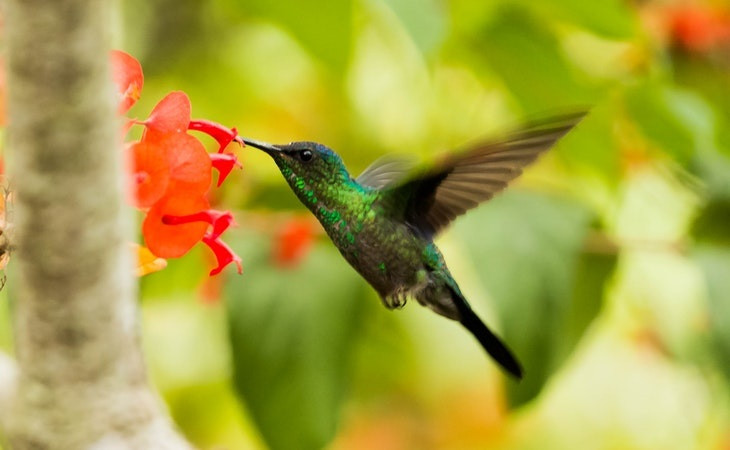 O beija-flor é tão ágil que pára no ar. Foto: Pexels.
