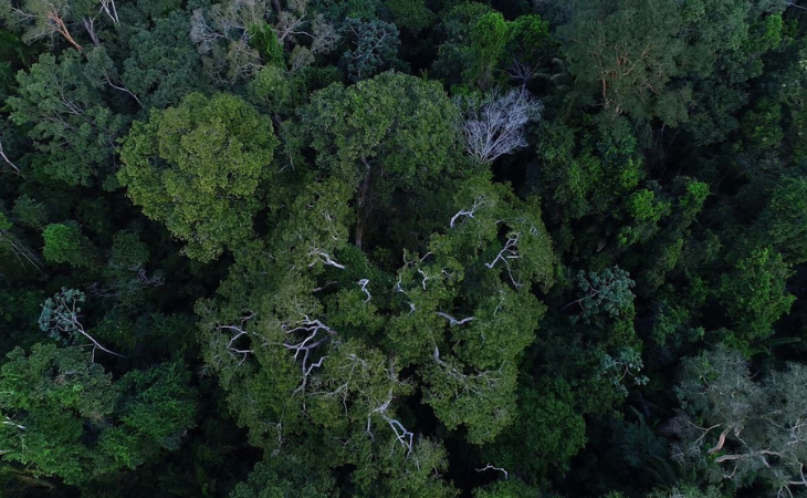 O Estado do Amazonas possui população estimada de 4,2 milhões (Foto: Agência Brasil)