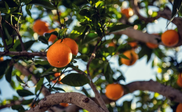 "Laranja" é o termo usado para designar indivíduos envolvidos na ocultação de bens de origem incerta ou ilícita no jargão da polícia (Foto:  Pexels/ Tim Mossholder)