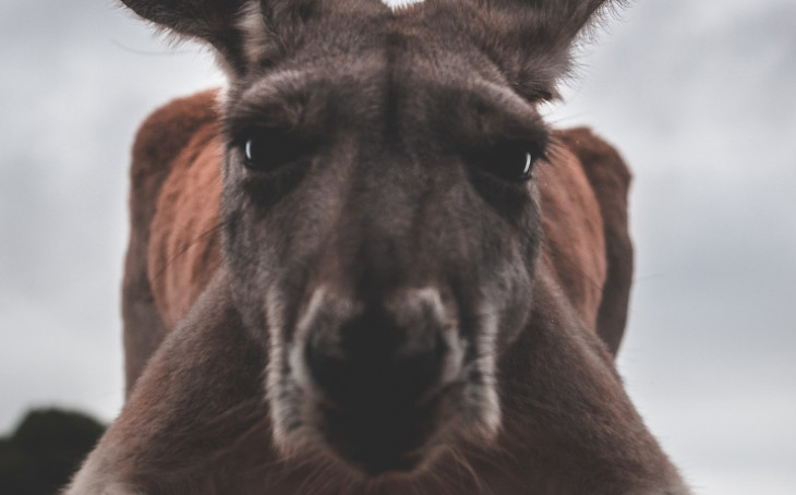 Oi. Foto: Pexels.