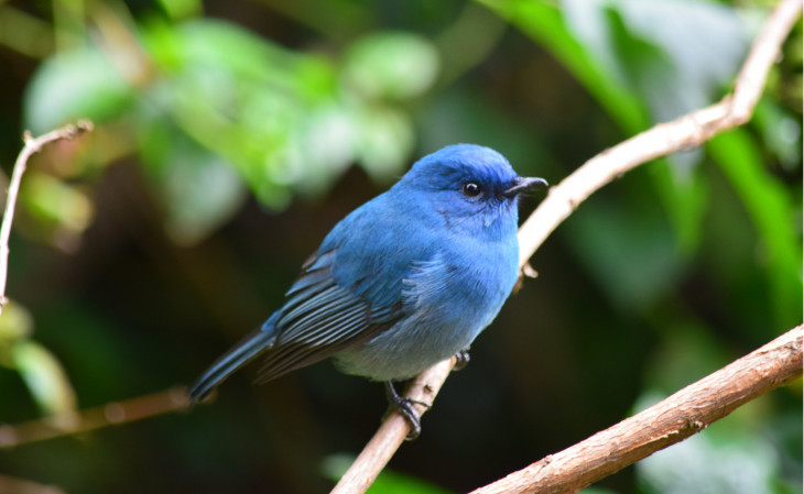 Rede do passarinho azul está em apuros. Foto: Pexels