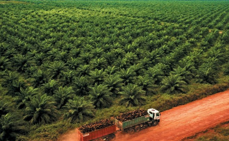 A BBF é a maior produtora de óleo de palma da América Latina. Foto: divulgação.