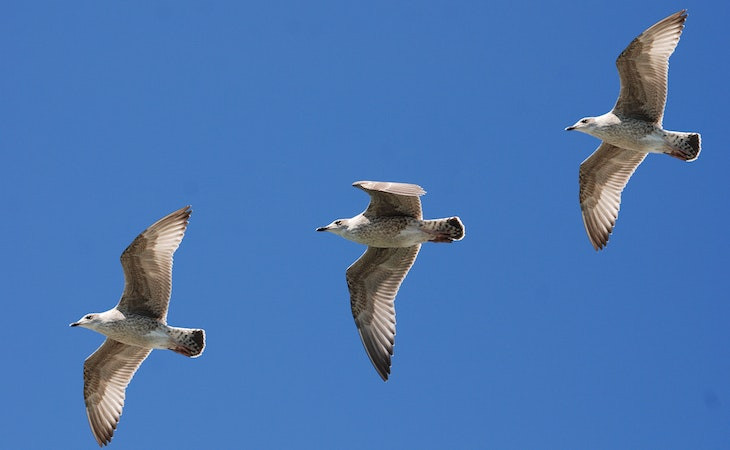 Um de cada quatro funcionários do Twitter pode ser demitido. Foto: Pexels.