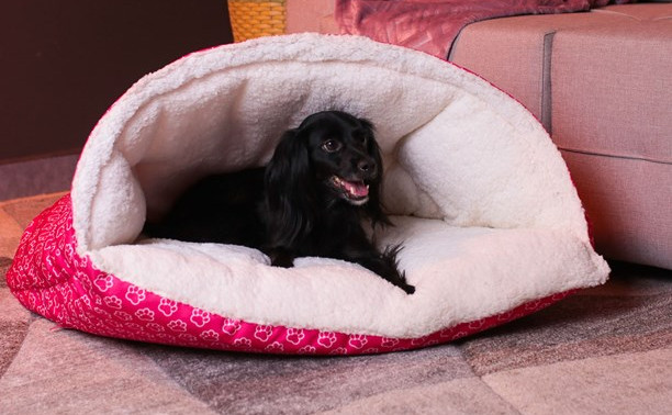 Marca paranaense vende acessórios para cães e gatos. Foto: divulgação.