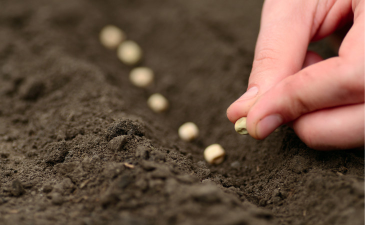 Pelo menos 136 startups do estudo realizaram uma segunda rodada seed. Foto: Depositphotos