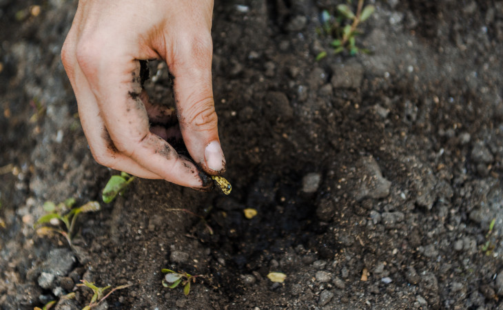 A Biotrop desenvolve bactérias que aumentam a resistência de sementes. Foto: Depositphotos