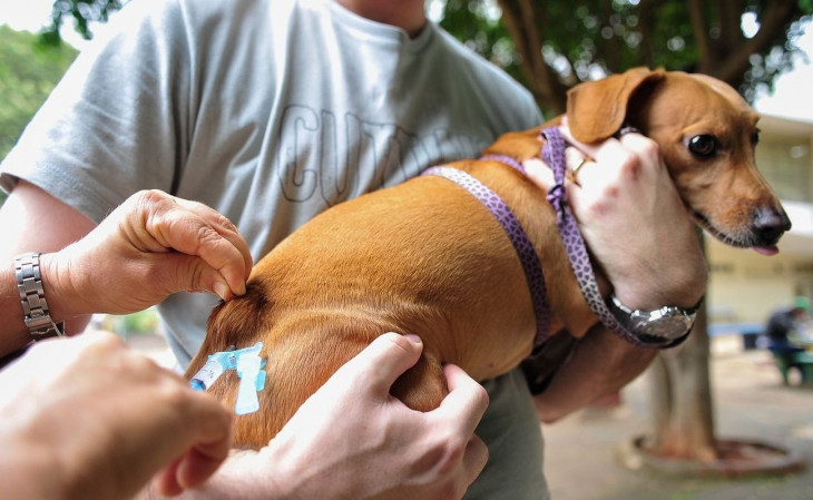 A medida deve ajudar no censo de cães e gatos cariocas. Foto: Marcelo Camargo/Agência Brasil
