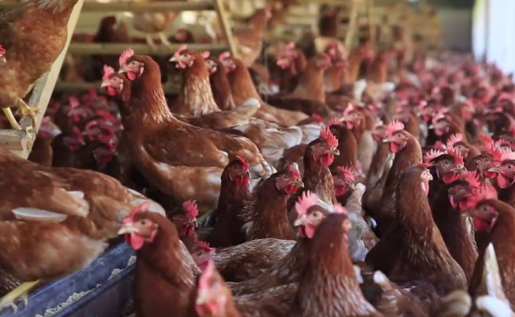 Galinhas da Top Eggs (Foto: Divulgação)