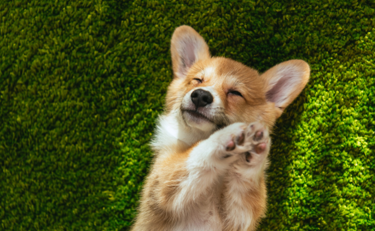 Podem participar empresas de todo o mundo que tenham soluções tecnológicas inovadoras para melhorar a vida dos pets e dos tutores (Foto: Depositphotos)