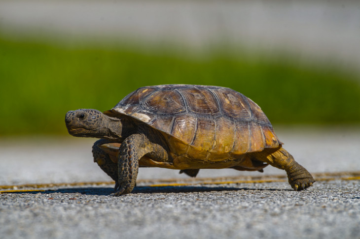 Cliente SAP se move a passos lentos. Foto: Depositphotos.
