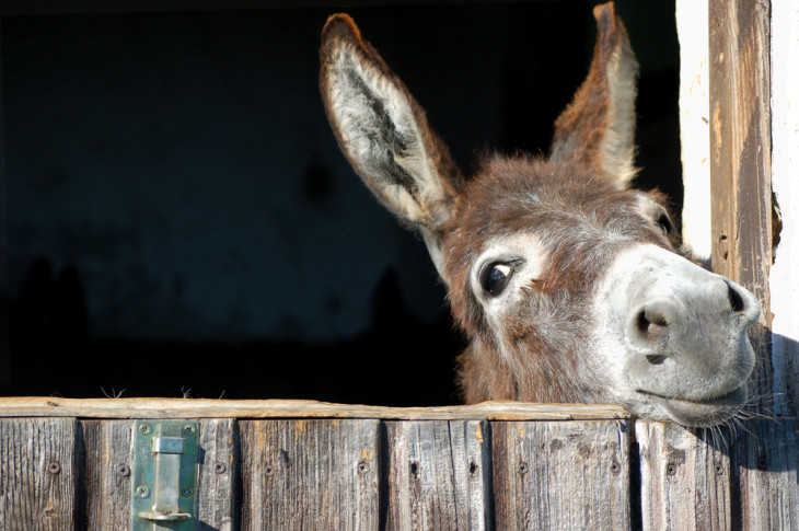 Burro, o animal. Foto: Depositphotos.