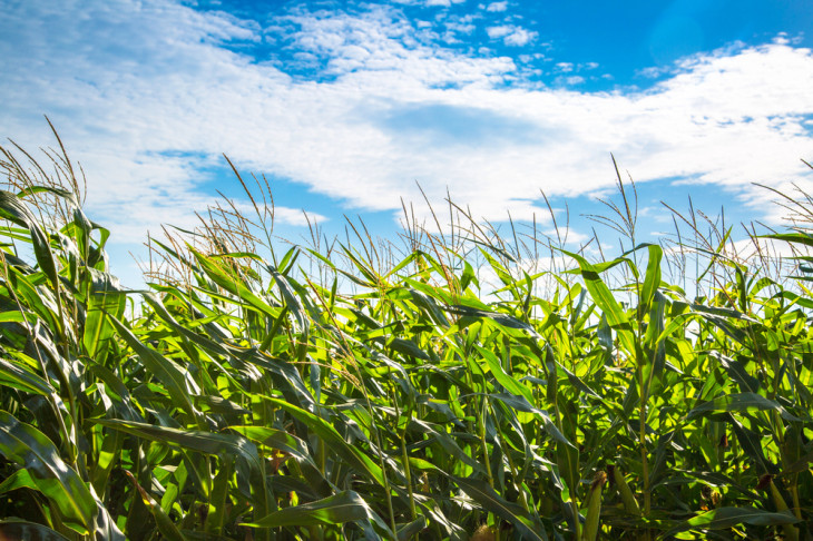 Planta&ccedil;&atilde;o de milho. Foto: Depositphotos.